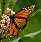Image source: John and Karen Hollingsworth, U.S. Fish and Wildlife Service.